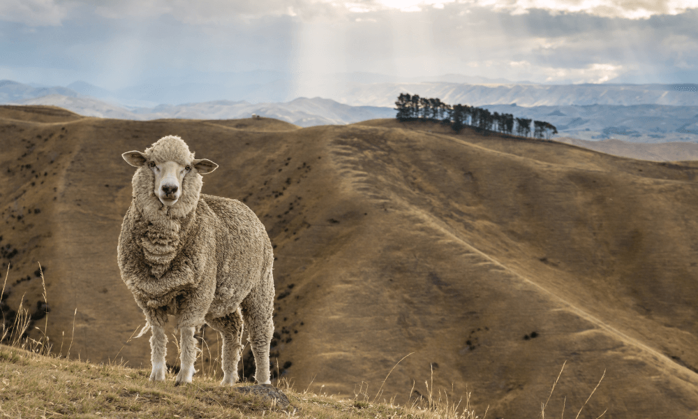 Merino Wool Socks - Lamington